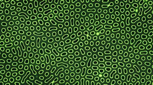 Gray-Scott reaction diffusion Turing pattern growing and pulsing organic maze abstract background seamless loop in deep green tones