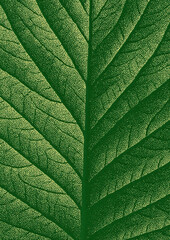 Obraz premium Detailed green leaf texture illustration.