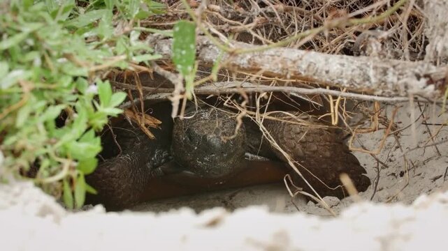 A large galapagos giant tortoise resting in a sandy burrow under dry branches and green foliage in its natural habitat