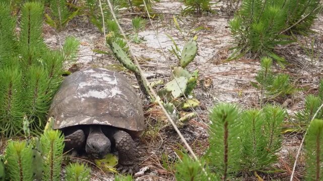 A gopher tortoise walking through a sandy habitat with prickly pear cactus and young pine trees in the florida scrub ecosystem