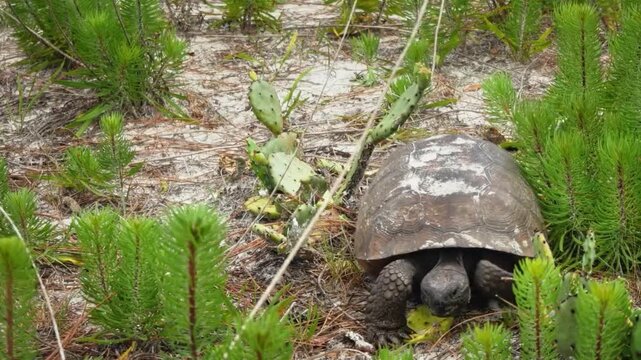 Gopher tortoise walking through sandy scrub habitat with prickly pear cactus in florida