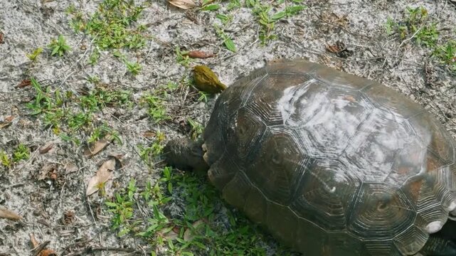 A gopher tortoise walking on sandy ground in a natural habitat, showcasing its sturdy shell and strong, clawed legs for digging