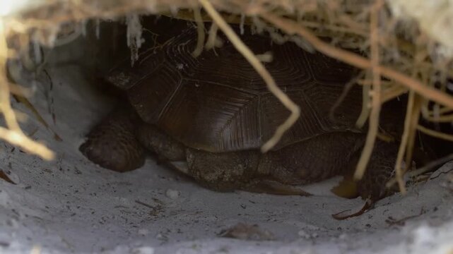 Closeup view of a dark, hollow burrow entrance beneath tree roots and soil, revealing a glimpse of a turtle shell inside the dark cavity
