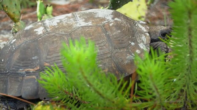 Closeup of a gopher tortoise head peeking out from behind green foliage in a natural outdoor habitat