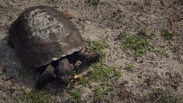 A gopher tortoise walking on sandy ground in a natural habitat in florida