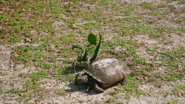 A gopher tortoise walking on sandy ground near a small prickly pear cactus in a natural florida habitat