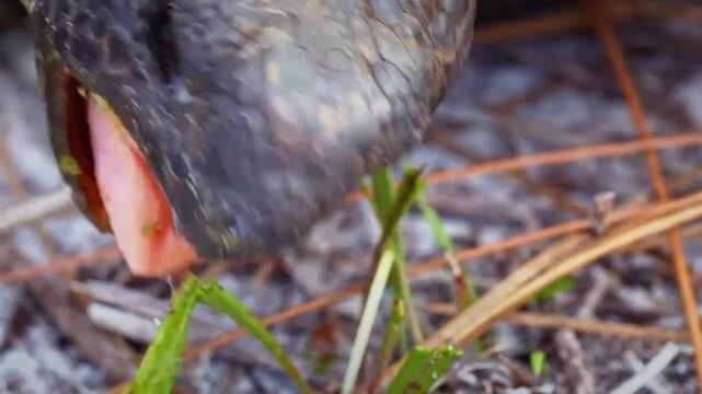 Closeup of a galapagos giant tortoise head eating green grass in its natural habitat