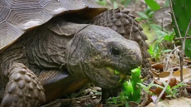 Closeup of a gopher tortoise eating a piece of prickly pear cactus in its natural habitat in florida