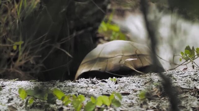 Gopher tortoise resting near the entrance of its burrow in a sandy, natural woodland habitat in florida