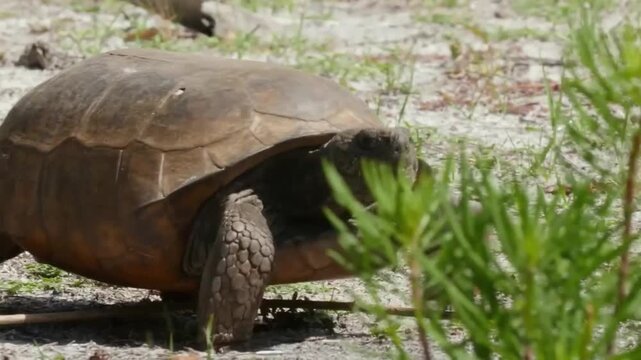 A gopher tortoise walking through a sandy habitat in florida, showcasing its sturdy shell and scaly legs in a natural outdoor environment