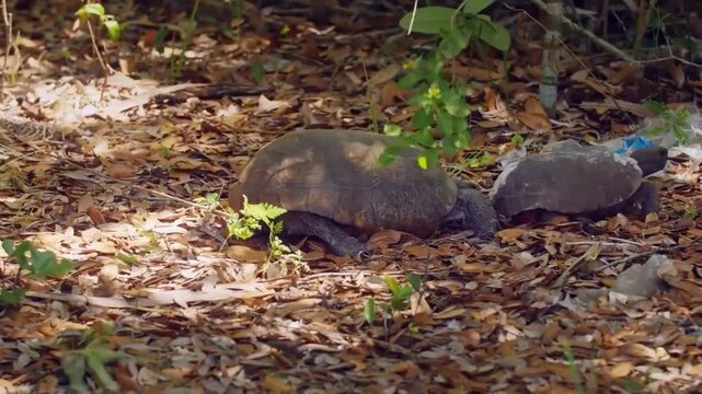 Two gopher tortoises walking together on a forest floor covered with dry brown leaves in a natural habitat