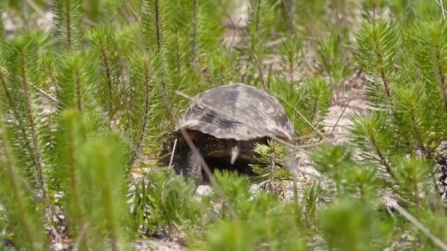 A wild gopher tortoise walking through green vegetation and sandy soil in a natural habitat in florida