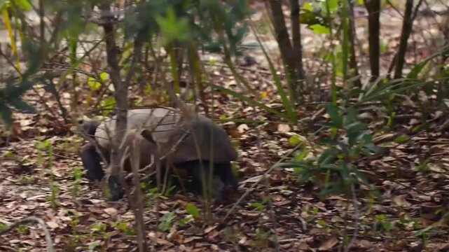 A gopher tortoise walking slowly across a grassy field covered in dry leaves in a natural outdoor habitat