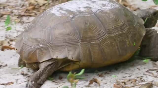 A gopher tortoise walking through the sandy soil and green vegetation in a natural outdoor habitat