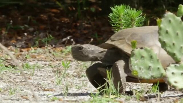 A gopher tortoise walking through a sandy, grassy area in its natural habitat on a sunny day