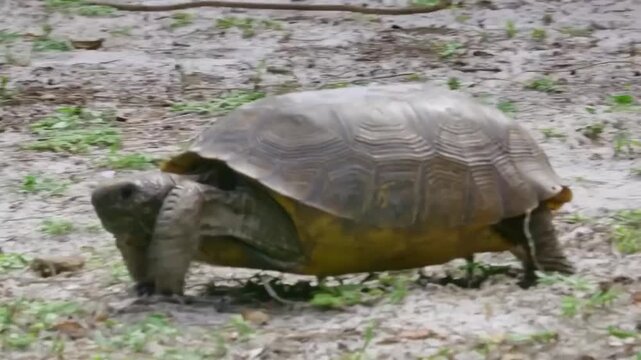 A gopher tortoise walking on sandy ground in a natural habitat