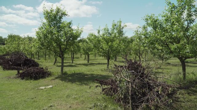 Neatly pruned pear trees stand in orchard rows under sunny summer skies. Piles of cut branches lie on green grass following seasonal canopy maintenance.