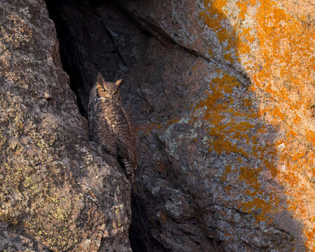 A Great-horned Owl is illuminated by the sun's last rays.