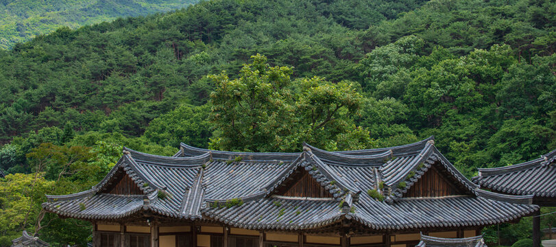Curved hip-and-gable tiled roofs of traditional Buddhist temple living quarters against lush green pine forested mountain in South Korea.
