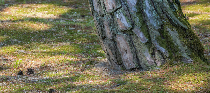 Thick pine tree trunk with natural textured bark and green moss standing on mossy ground in rural South Korea.