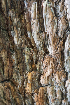 Close-up of weathered pine tree bark texture with rough cracked surface and natural brown wooden patterns in bright daylight.