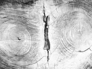 A detailed black and white high-contrast macro texture of a tree stump cross section, showcasing two distinct adjacent wood growth rings systems, natural grains, radial cracks © Oksana