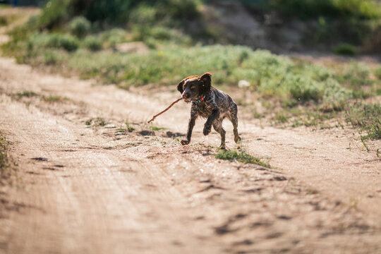 Russian cocker spaniel running through sandy dunes with a stick in its mouth.