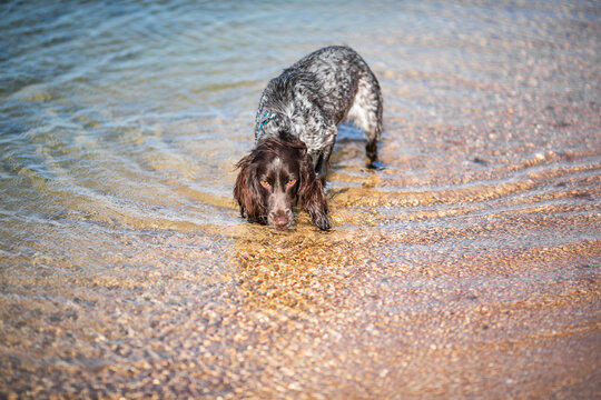 Wet russian cocker spaniel drinking from clear shallow water at the seashore.