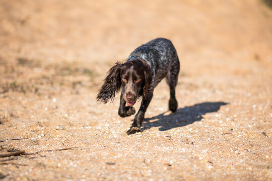 Russian cocker spaniel running across a sunny sandy beach with long shadow.