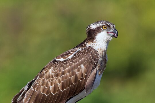 ミサゴ(Osprey)の若鳥、クローズアップ