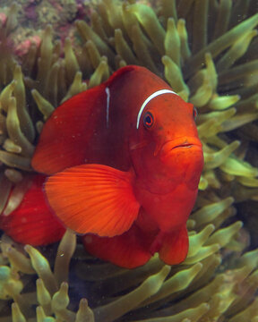 Maroon clownfish, also known as a spinecheek anemonefish, Premnas biaculeatus, in Tufi fjords, Papua New Guinea
