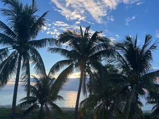 palm trees on the beach © oksana