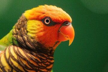 Obraz premium Close up portrait of colorful rainbow lorikeet parrot. Tropical bird with bright orange, yellow, green feathers shows detailed eye, beak. Exotic wildlife animal sits in nature, looking sideways