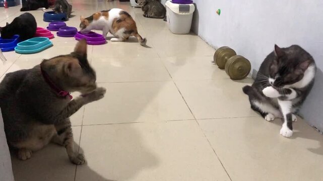 Multiple cats grooming themselves and eating in a bright indoor cat shelter.