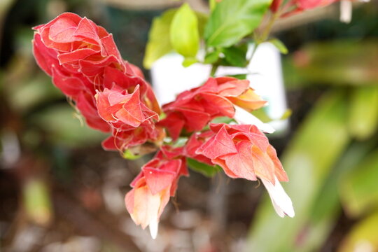 エキゾチックな赤色の苞（ほう）が美しいコエビソウの花のアップ。初夏の日差しを浴びて瑞々しく咲き誇る植物のクローズアップ写真。