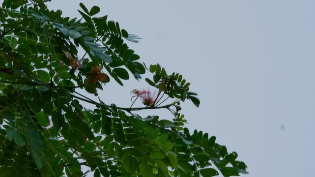 Green Leaves and Pink Flowers of Rain Tree Swaying in the Wind