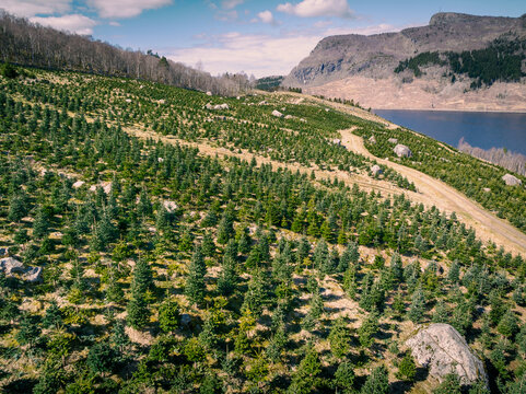 Aerial view of christmas tree plantations with rows of young evergreen trees, rocky terrain, and a dirt path leading towards a fjord in Hjelmelandsvagen, Rogaland, Norway.