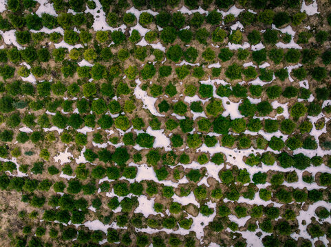 Aerial view of Christmas tree plantations with patches of melting snow scattered across the rows of young evergreen trees in Hjelmelandsvagen, Rogaland, Norway.