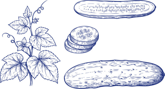 Hand Drawn Cucumber Set Fresh Vegetable Whole Slice Plant and Leaves Engraving Vector