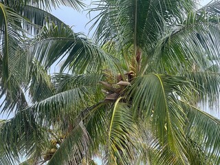 coconut palm tree on blue sky © oksana