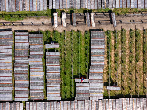 Aerial view of workers arranging long rectangular drying frames in a field with green grass in Polanharjo, Central Java, Indonesia.