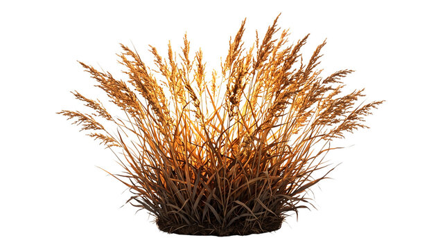 Dry Pampas Grass Bush Isolated on White Background, Golden Wild Reeds Plant Cutout, Fluffy Ornamental Grass for Modern Interior Decor