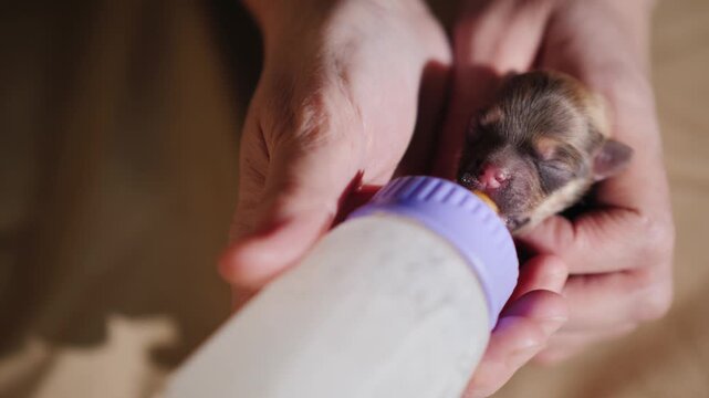 Hands holding and bottle feeding newborn puppy cinematic close up.