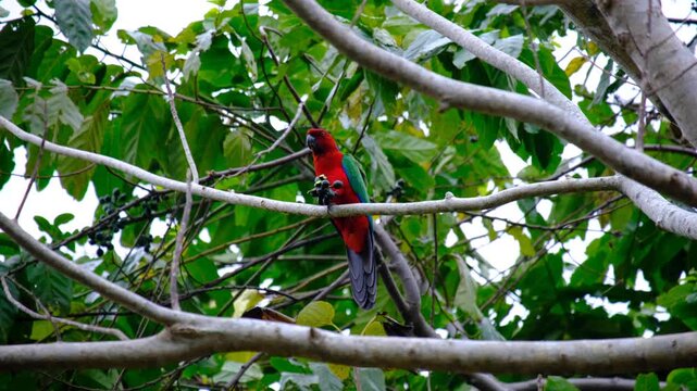 Bright red Fijian Crimson shining-parrot perched in forest tree clutching and eating seeds in Kadavu Fiji, South Pacific