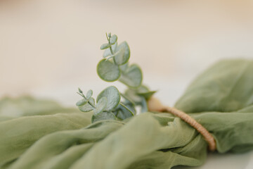 Close up of eucalyptus sprig with soft green fabric background © ozguadarrama