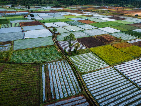 Aerial view of the agricultural basin of Sembalun at the foothills of Mount Rinjani, featuring vibrant patchwork fields and rows of crops, Sembalun, West Nusa Tenggara, Indonesia.