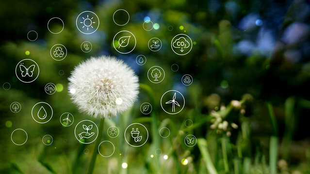 Sustainable development icons over a dandelion seed head.