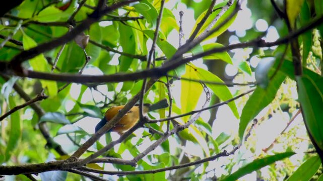Vanikoro flycatcher broadbill bird with colorful blue feathers and chestnut plumage in Kadavu, Fiji, South Pacific