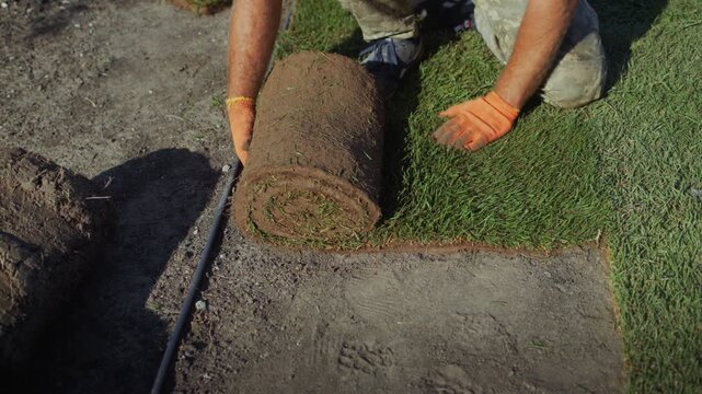 Landscaper rolling out fresh green sod turf on prepared ground in backyard garden.