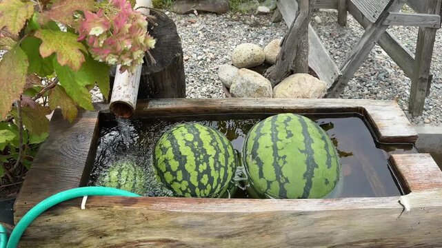 白川郷で冷やすスイカ　白川郷で、流水に浸して冷やされている2個のスイカ。木や竹、石、草花に囲まれた風情ある風景で、日本の夏や田舎の暮らし、涼しさ、夏休み、旅行、観光、里山などを表現するイメージ素材に使用できます。
